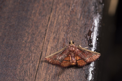 Toccolosida productalis