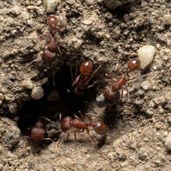 Pogonomyrmex salinus