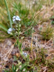 Myosotis imitata