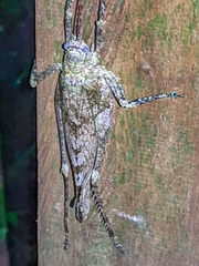 Acanthodis curvidens