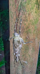 Acanthodis curvidens