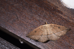 Entomopteryx rubridisca
