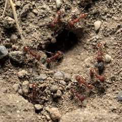 Pogonomyrmex salinus