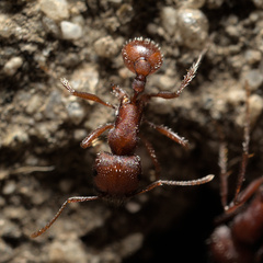 Pogonomyrmex salinus