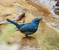 Cyornis unicolor