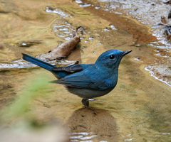 Cyornis unicolor