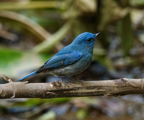 Pale Blue Flycatcher (Cyornis unicolor), photo 9
