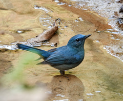 Cyornis unicolor