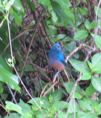 Passerina rositae