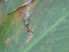 Micrathena pichincha