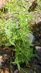 Mimetanthe pilosa