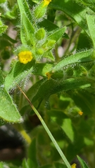 Mimetanthe pilosa