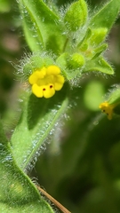 Mimetanthe pilosa