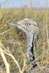 Chlamydotis macqueenii