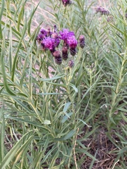 Vernonia marginata
