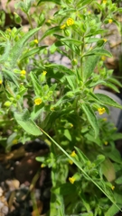 Mimetanthe pilosa