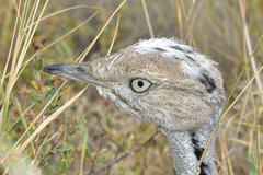 Chlamydotis macqueenii