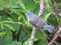 Passerina rositae