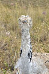 Chlamydotis macqueenii