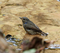 Niltava macgrigoriae