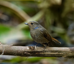 Niltava macgrigoriae