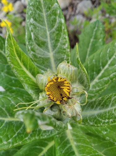 Jacobaea pseudoarnica, photograph 3