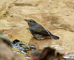 Niltava macgrigoriae