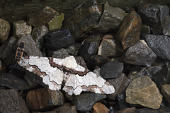 Biston regalis comitata