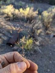 Leptosiphon septentrionalis