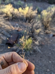 Leptosiphon septentrionalis