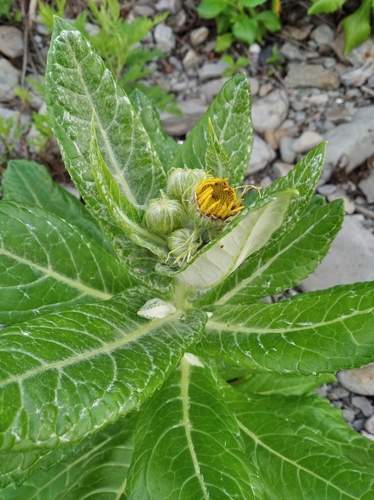 Jacobaea pseudoarnica, photograph 4