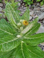 Jacobaea pseudoarnica, photograph Repina Tatyana, CC BY, iNaturalist via GBIF