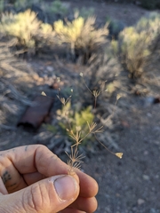 Leptosiphon septentrionalis