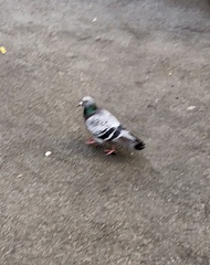Columba livia domestica