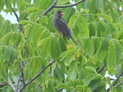 Hypsipetes leucocephalus