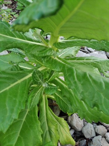 Jacobaea pseudoarnica, photograph 5