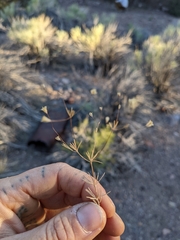 Leptosiphon septentrionalis
