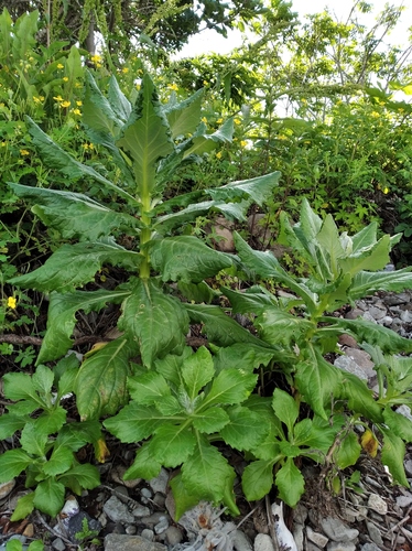 Jacobaea pseudoarnica, photograph 6