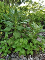 Jacobaea pseudoarnica, photograph Repina Tatyana, CC BY, iNaturalist via GBIF