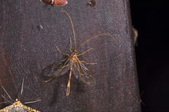 Enicospilus nigropectus