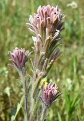 Castilleja pilosa