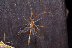 Enicospilus nigropectus