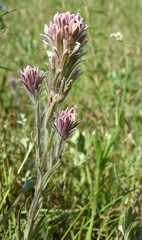 Castilleja pilosa