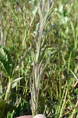 Castilleja pilosa