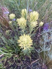 Castilleja lutescens