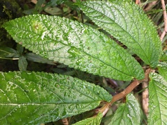 Elatostema reticulatum
