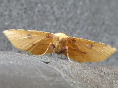 Striglina cancellata