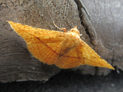 Striglina cancellata