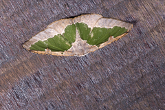 Celenna festivaria