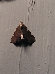 Hypsopygia thymetusalis